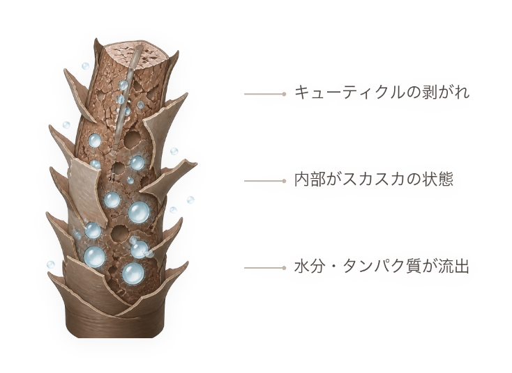 ダメージを受けた髪：キューティクルの剥がれ、内部の空洞、水分・タンパク質の流出