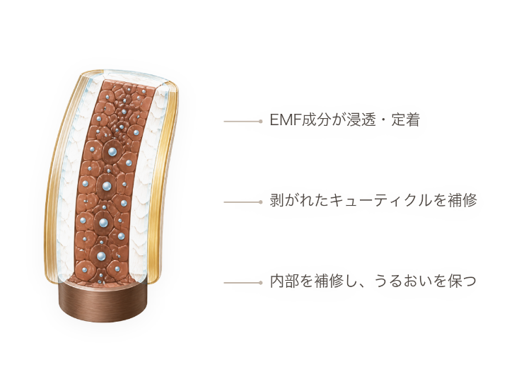 EMF効果：成分の浸透と定着、キューティクルの補修、うるおいの保持